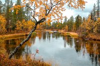 82 - PALLAS RIVER - KYTOLA JORMA - finland <div